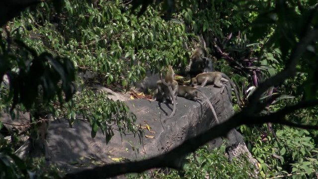 4K, Couple love monkey in rocky mountains near Batu Caves temple. Crab-eating macaque also known as long-tailed macaque are having sex. Wild macaca fascicularis copulation in natural background.-Dan