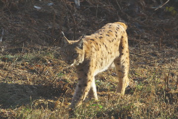 luchs