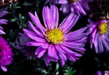 Obraz premium Perennial alpine aster close up in my garden