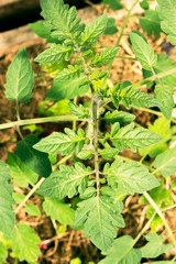 Close up of tomato leaves in the greenhouse