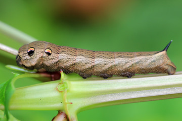 Mittlerer Weinschwärmer