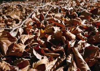 tappeto di foglie autunnali a terra