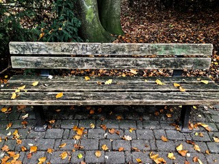 autumn leaves in the park