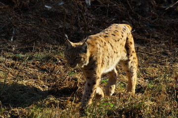 luchs