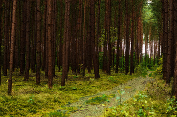 Fototapeta premium morning in the forest