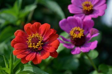 Flores de Zinnia rojas y moradas