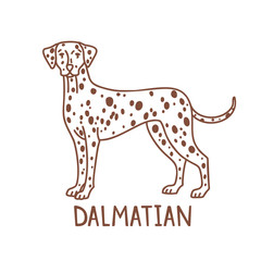 Isolated Dalmatian in Hand Drawn Doodle Style