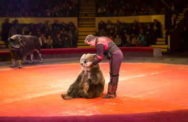 performance of brown bears buffalo in the circus arena. © Andrey