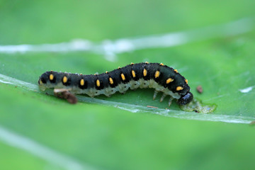 Tenthredo marginella