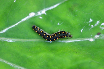 Tenthredo marginella