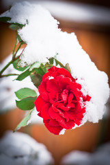 Rose winter