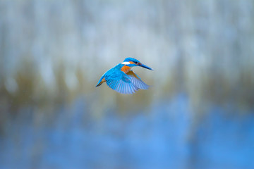 Hovering Kingfisher. Common Kingfisher. Winter blue colors background.