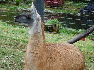 Naklejka premium Llama#2