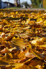 autumn leaf colorful foliage