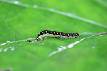 Tenthredo marginella