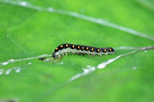 Tenthredo marginella