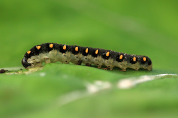 Tenthredo marginella