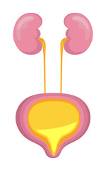 Urinary bladder icon, flat symbol is shown. Cystitis, urolithiasis, nephroptosis, renal failure are presented.