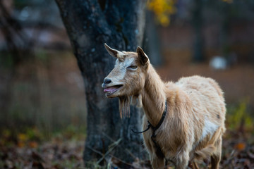 cute portrait of goat