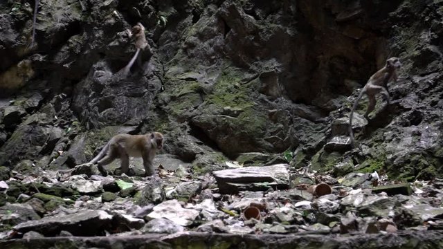 Slow Motion of Couple love monkey after having sex in mountains near Batu Caves temple. A crab-eating macaque also known as the long-tailed macaque. Wild macaca fascicularis copulation-Dan
