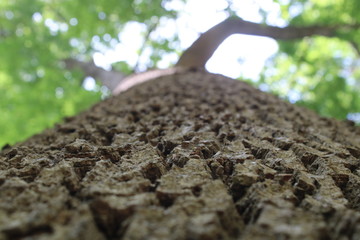 La Natura © naranja