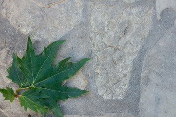 Green maple leaf on gray stones, real background