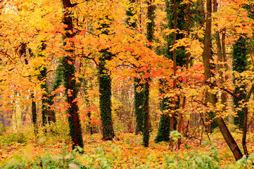 jesień park drzewa złote liście