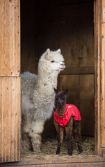 Close up photo of an adorable cute brown curly fluffy baby alpaca in red coat with big black clever eyes and its big white mother. Small calf of alpaca, Vicugna pacos.