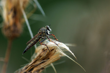 Raubfliege