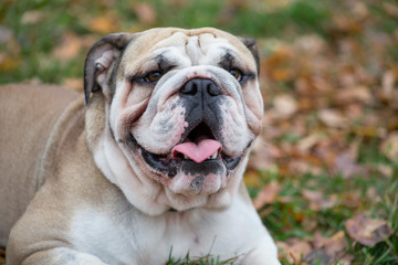 Fototapeta premium Cute british bulldog looking at the camera. Pet animals.