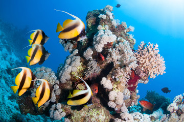 Fototapeta na wymiar Underwater scene. Coral reef with colorful fish groups in the clean sea water.