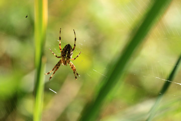 Kreuzspinne