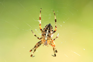 Kreuzspinne