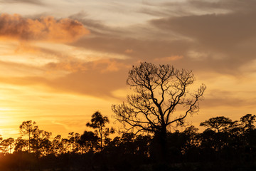 Fototapeta na wymiar silhouette of tree with a stunning sunset