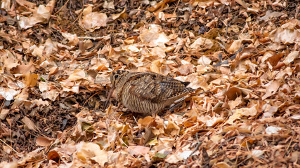 Camouflage bird woodcock. Brown dry leaves and white snow background. Bird: Eurasian Woodcock. Scolopax rusticola.