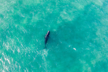Naklejka premium Whale