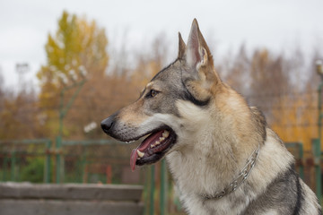 Portrait of czechoslovak wolfdog close up. Pet animals.