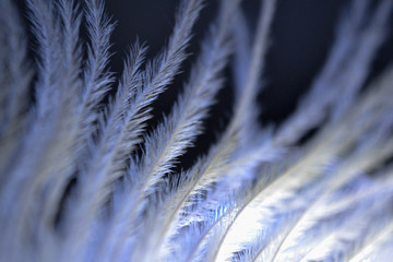 Pen feather background close up in dark blue color. Macro shot