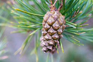 Scots pine (Pinus sylvestris) tree cone © Alexisaj