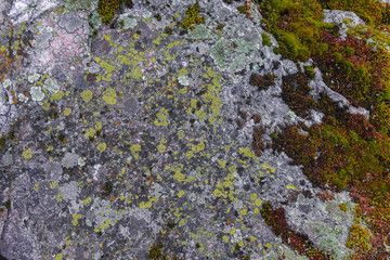 Moss on the stone. Cracks in the stone. Texture and background