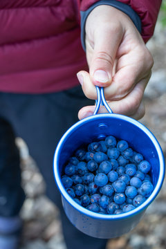 Girl's hand holds cup of wild blueberries