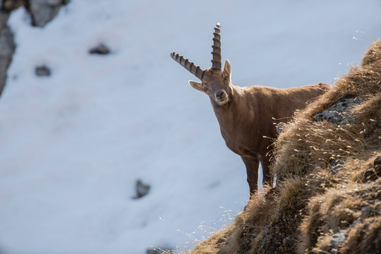 Alpensteinbock in den Bergen, ibex