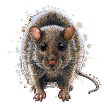 Mouse. Artistic, graphic, color portrait of a mouse on a white background in a watercolor style.