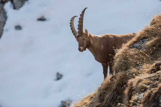 Alpensteinbock in den Bergen, ibex