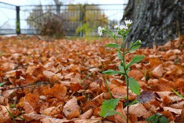 Lonely little white daisy flower. against the background of fallen yellow-orange leaves. Autumn foggy morning.