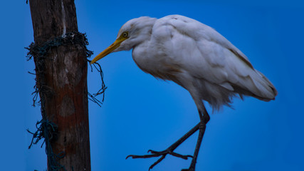 great blue heron in a tree