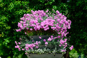 Fresh pink carnation flowers (Dianthus caryophyllus) and green leaves, in a large gray garden pot, in a sunny summer day