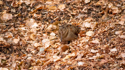 Camouflage bird woodcock. Brown dry leaves and white snow background. Bird: Eurasian Woodcock. Scolopax rusticola.