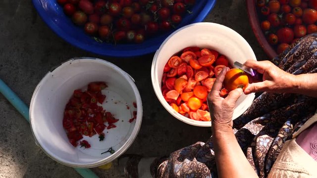 Turkish lady chop tomatoes to make domates salcasi (tomato sauce). Preparing tomato sauce