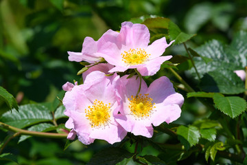 Fototapeta premium Bush with pink roses and green leaves in a garden in a sunny summer day